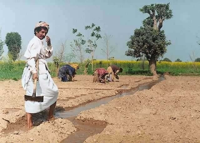 Zemědelec v Pákistánu